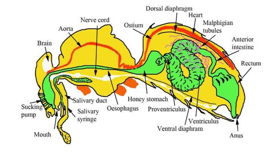 http://www.miracles-of-quran.com/images/honey_bee_stomach.jpg