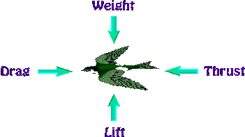 http://web.mit.edu/16.00/www/aec/images/GIFS/bird.gif