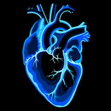 Image result for human heart