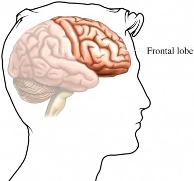 C:\Users\hp\Desktop\frontal lobe.jpg