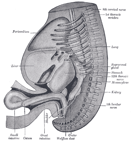 http://upload.wikimedia.org/wikipedia/commons/a/ad/Gray986.png